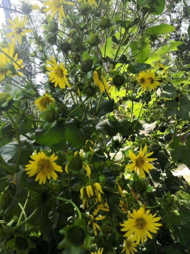 高产耐寒耐热串叶松香草种子多年生牧草猪牛羊鹅牲畜牧草