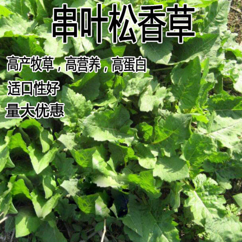 高产耐寒耐热串叶松香草种子多年生牧草猪牛羊鹅牲畜牧草