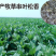 高产耐寒耐热串叶松香草种子多年生牧草猪牛羊鹅牲畜牧草