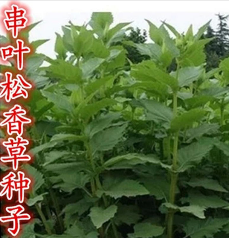 高产耐寒耐热串叶松香草种子多年生牧草猪牛羊鹅牲畜牧草
