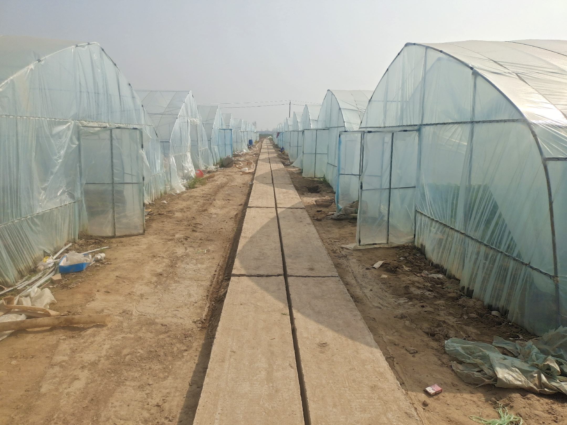 家庭阳台种植香芹苗场景