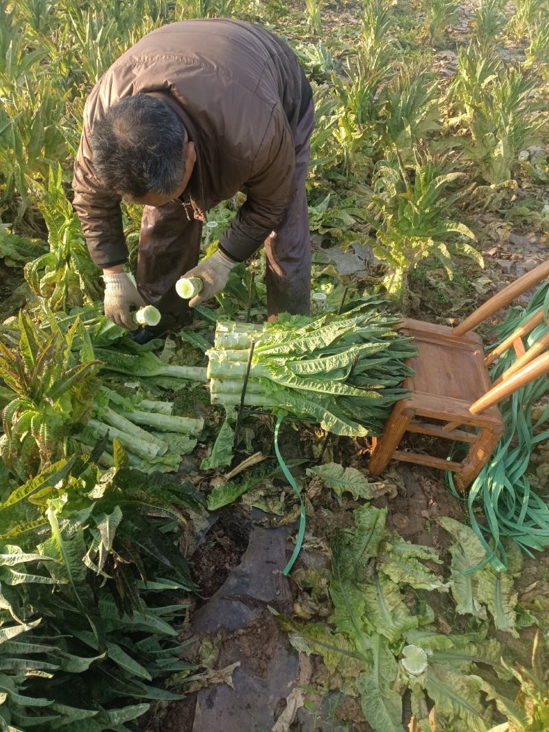 红叶莴苣，无空心，无裂缝