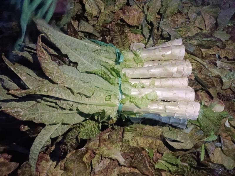红叶莴苣，无空心，无裂缝
