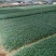 玉龙草日本矮麦冬麦冬草湖南玉龙草