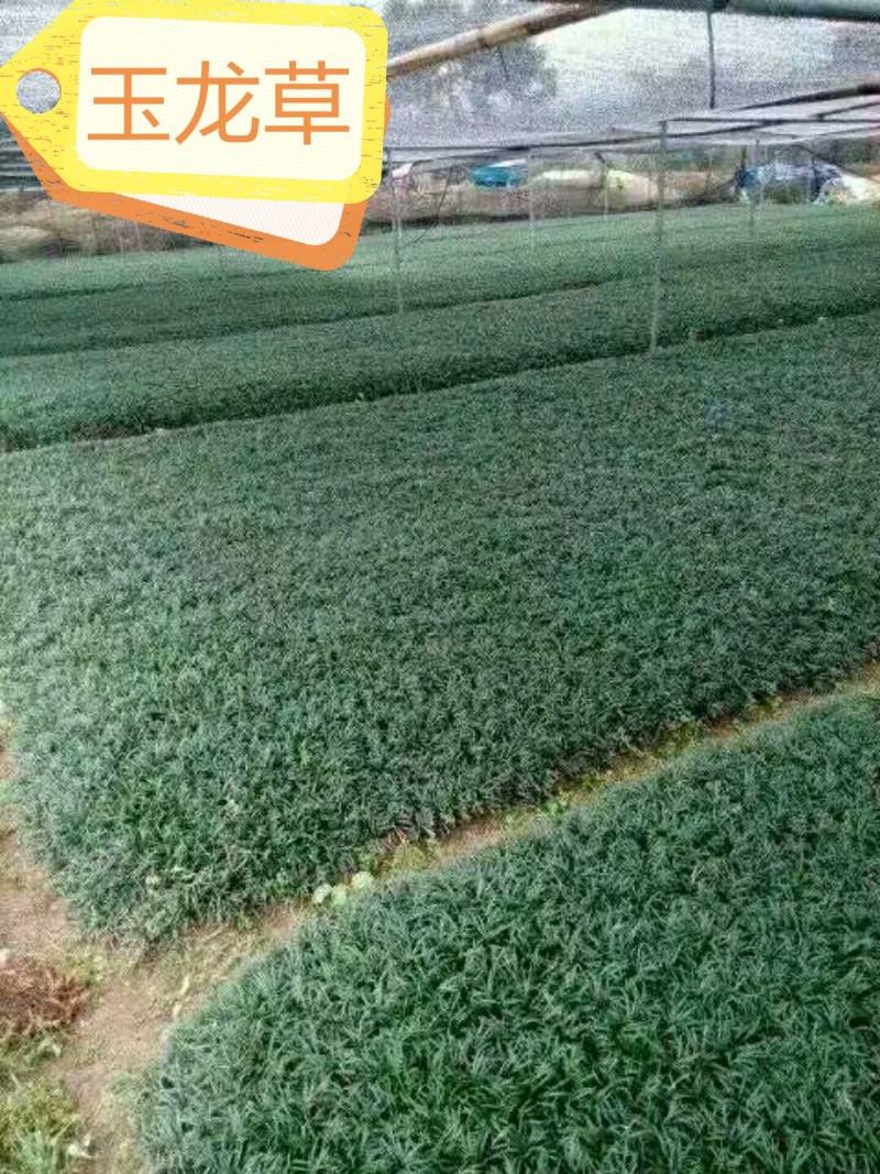 玉龙草日本矮麦冬麦冬草湖南玉龙草