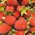 优质改良掌叶覆盆子树莓苗大果南北方免费提供技术指导