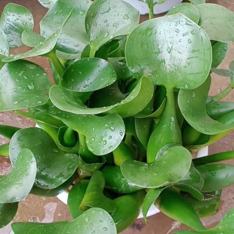 水胡芦