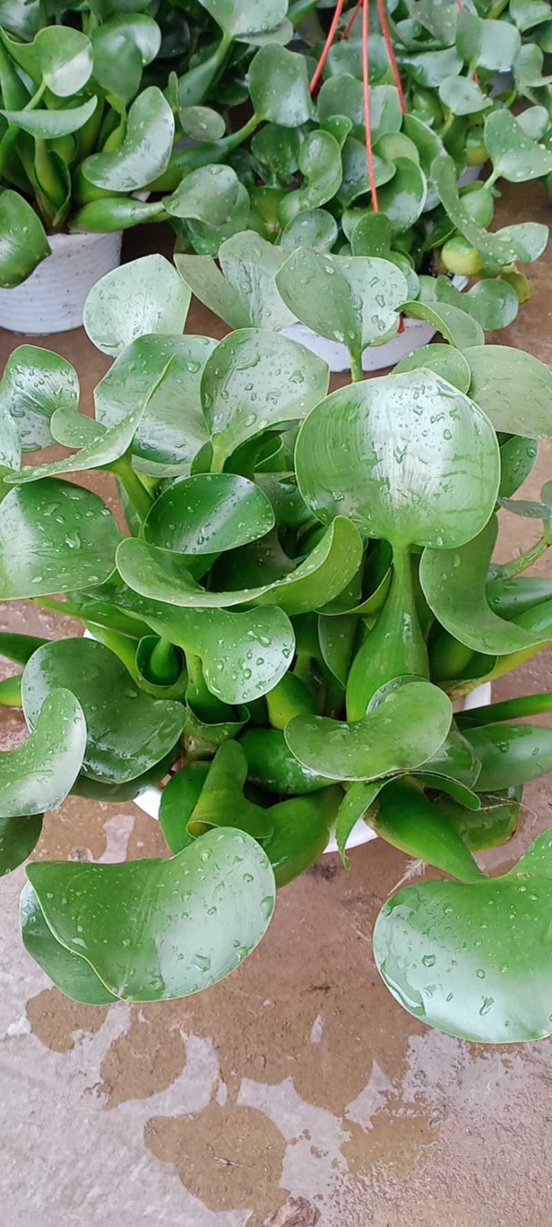 水胡芦