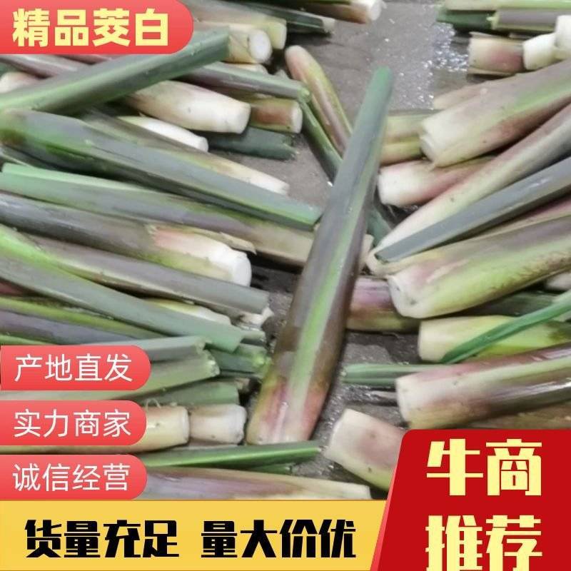 精品茭白，产地直达！欢迎全国各大平台超市以及电商来采购！