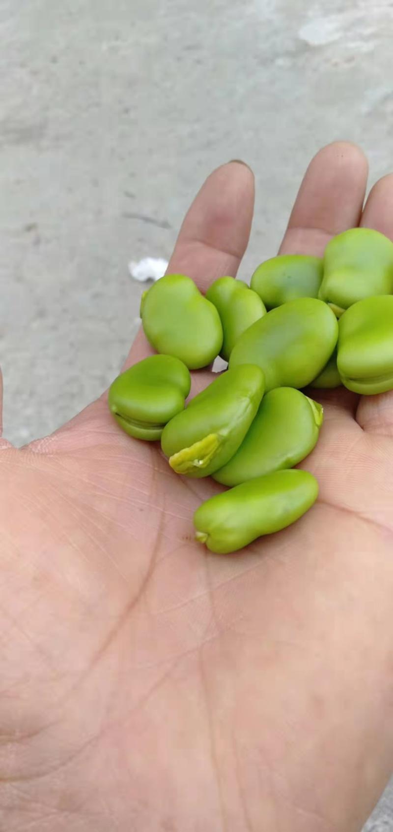 【蚕豆】湖北蚕豆量大从优干蚕豆，可视频看货品质保证