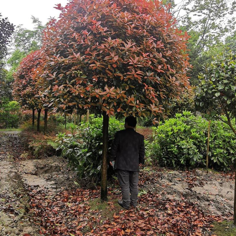 基地直销各规格高杆红叶石楠