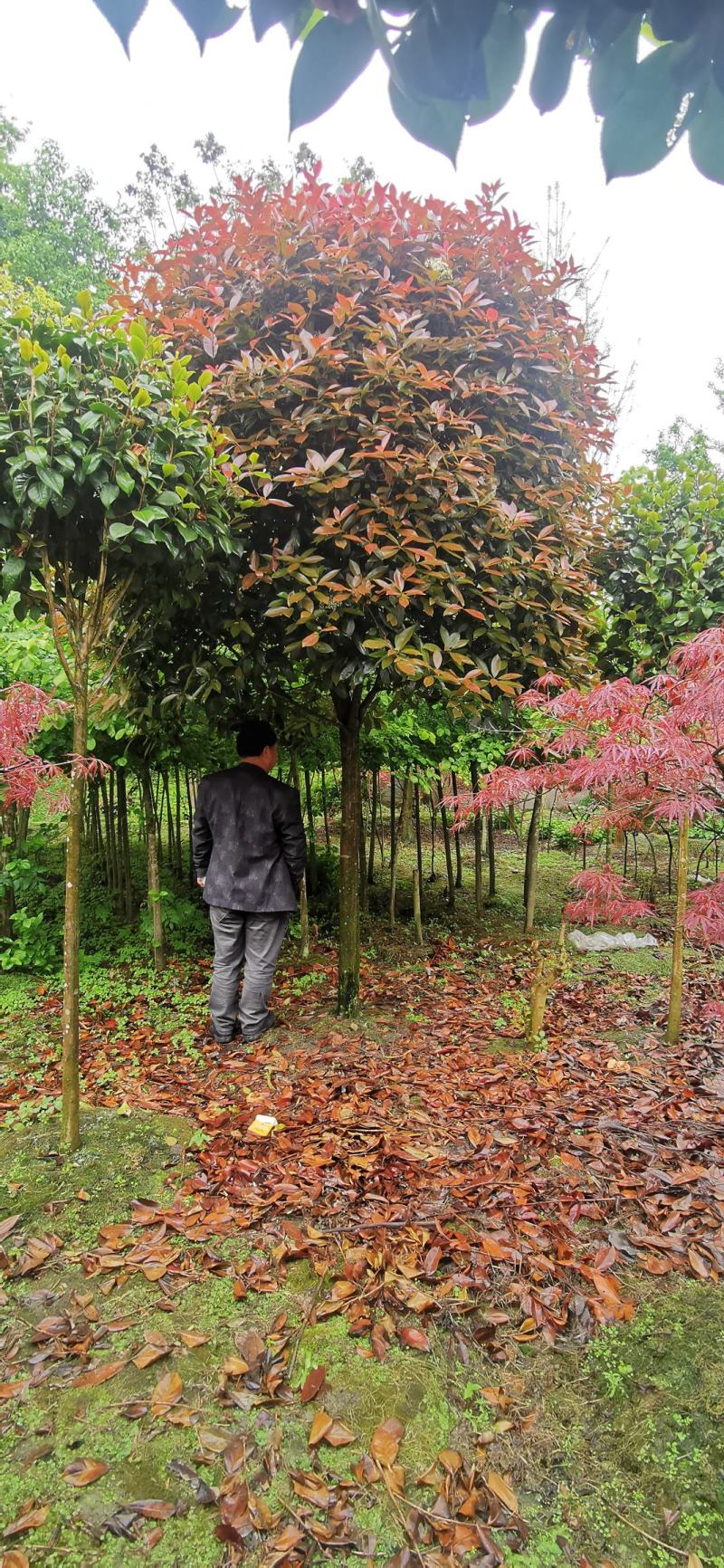 基地直销各规格高杆红叶石楠