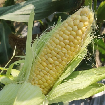 精品水果玉米.太阳花大量有货精品质量颗粒饱满