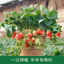 【带果发货】草莓苗秧苗盆栽地栽室内外四季结果奶油草莓南北