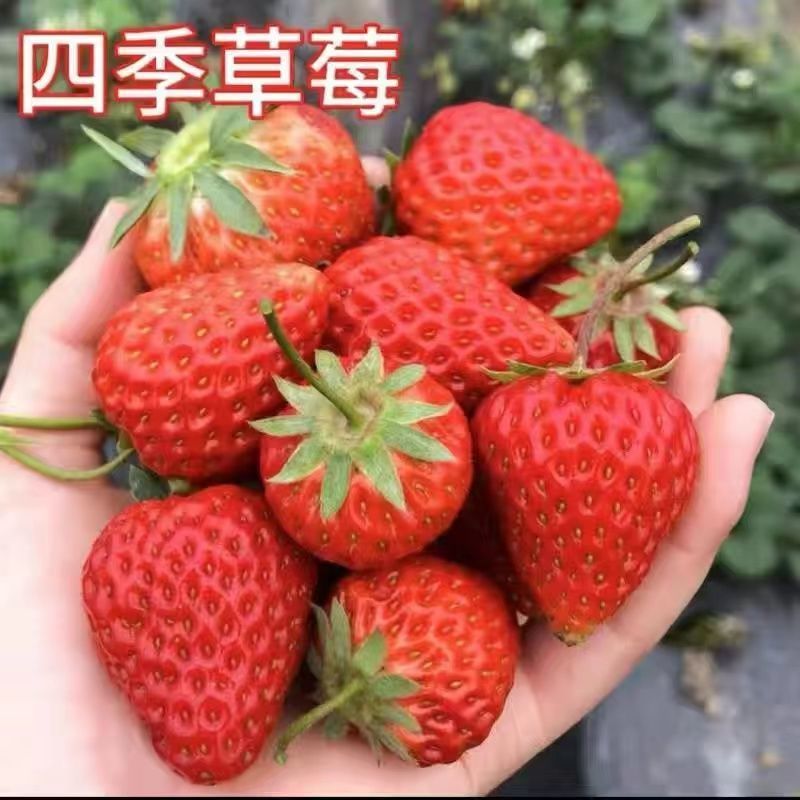 【带果发货】草莓苗秧苗盆栽地栽室内外四季结果奶油草莓南北