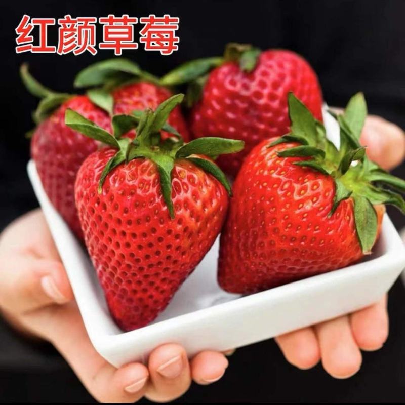 【带果发货】草莓苗秧苗盆栽地栽室内外四季结果奶油草莓南北