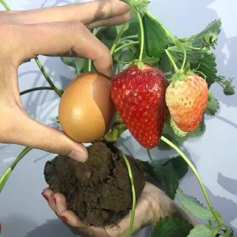 【带果发货】草莓苗秧苗盆栽地栽室内外四季结果奶油草莓南北
