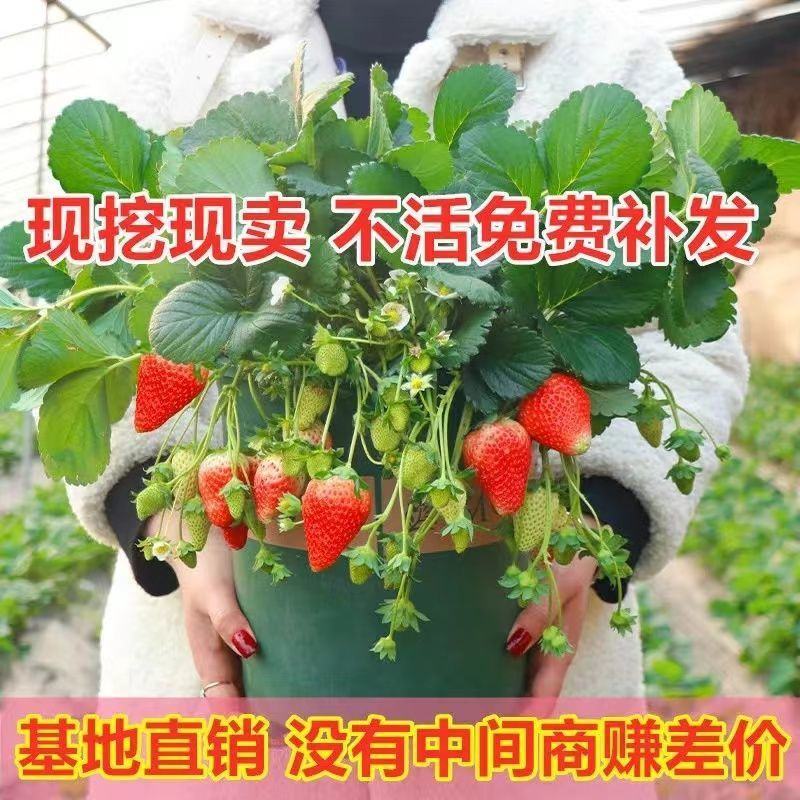 【带果发货】草莓苗秧苗盆栽地栽室内外四季结果奶油草莓南北