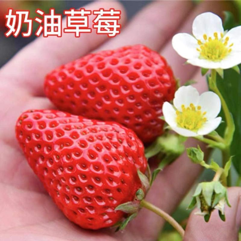 【带果发货】草莓苗秧苗盆栽地栽室内外四季结果奶油草莓南北