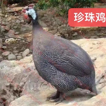 鸡苗,优质珍珠鸡苗,厂家直销,量大从优,运输包存活