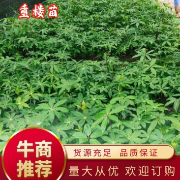 【推荐】重楼苗1到8年基地直销规格齐全购满一万送一千