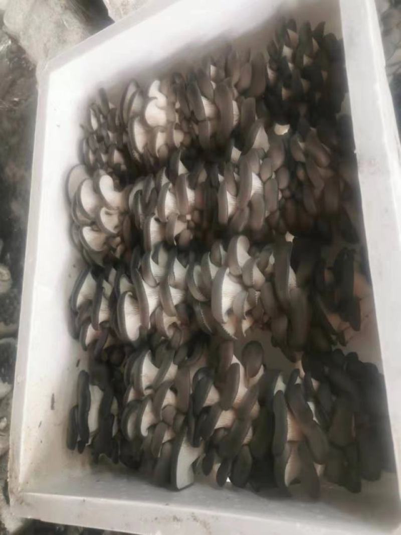 【精品鲜平菇】小黑平菇灰平菇鲜平菇产地直供可视频看货