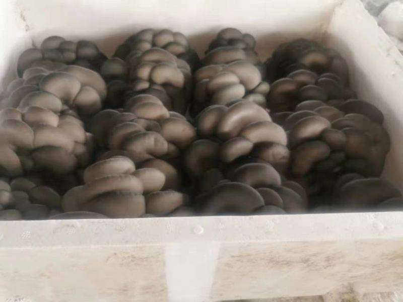 【精品鲜平菇】小黑平菇灰平菇鲜平菇产地直供可视频看货