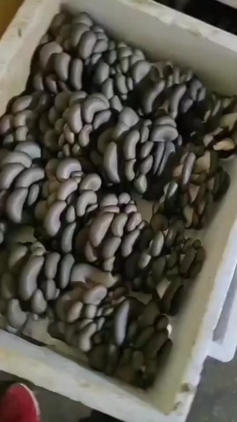 【精品鲜平菇】小黑平菇灰平菇鲜平菇产地直供可视频看货