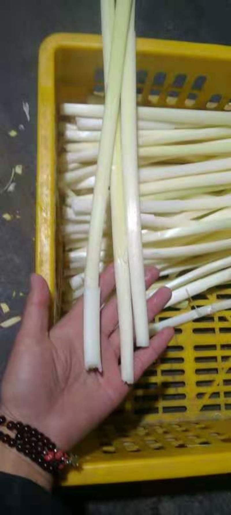 大量供应1-3斤真空包装的精品鲜蒲菜，四季经营物美价廉