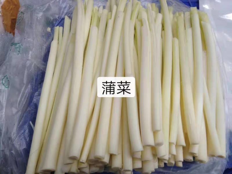 大量供应新鲜蒲菜，主要经营1斤2斤3斤真空包装的精品菜