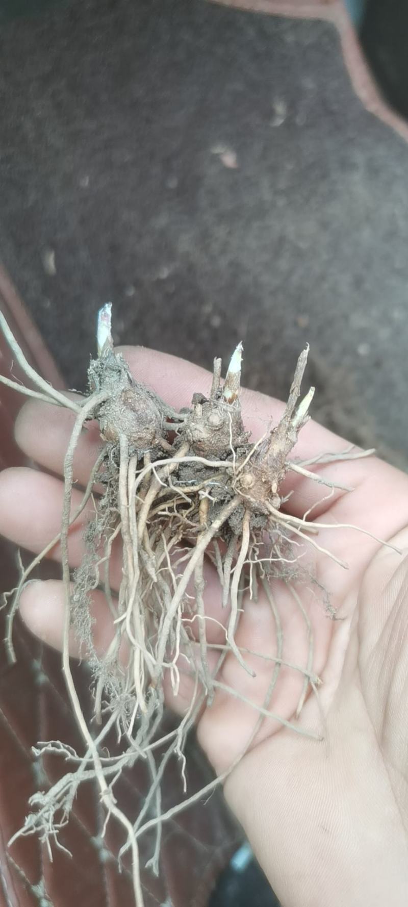 一年北苍术苗辽宁朱砂点苍术苗北苍术精选苗
