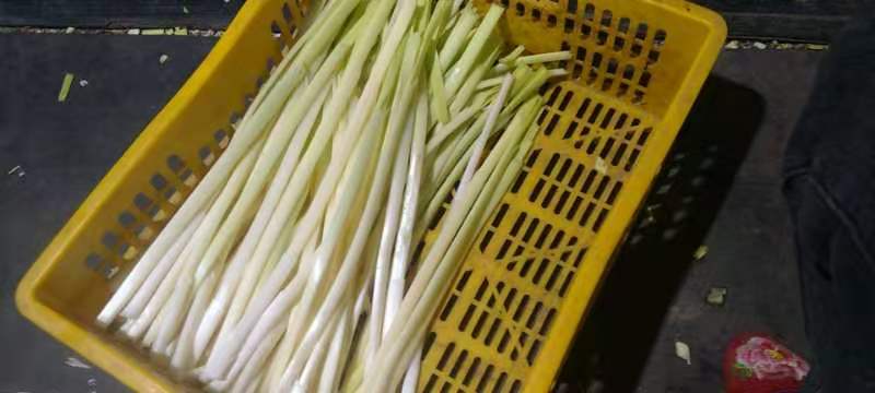 四季供应新鲜蒲菜物美价廉，寻找各地合作商