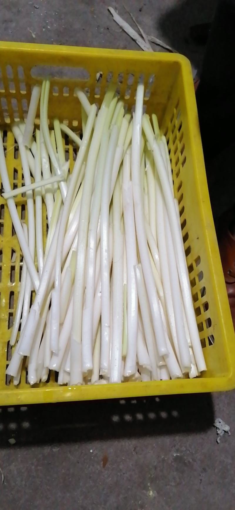 四季供应新鲜蒲菜物美价廉，寻找各地合作商