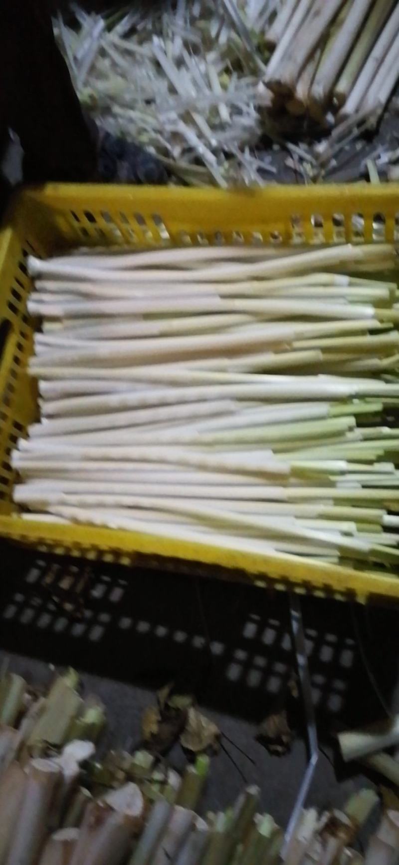 四季供应新鲜蒲菜物美价廉，寻找各地合作商
