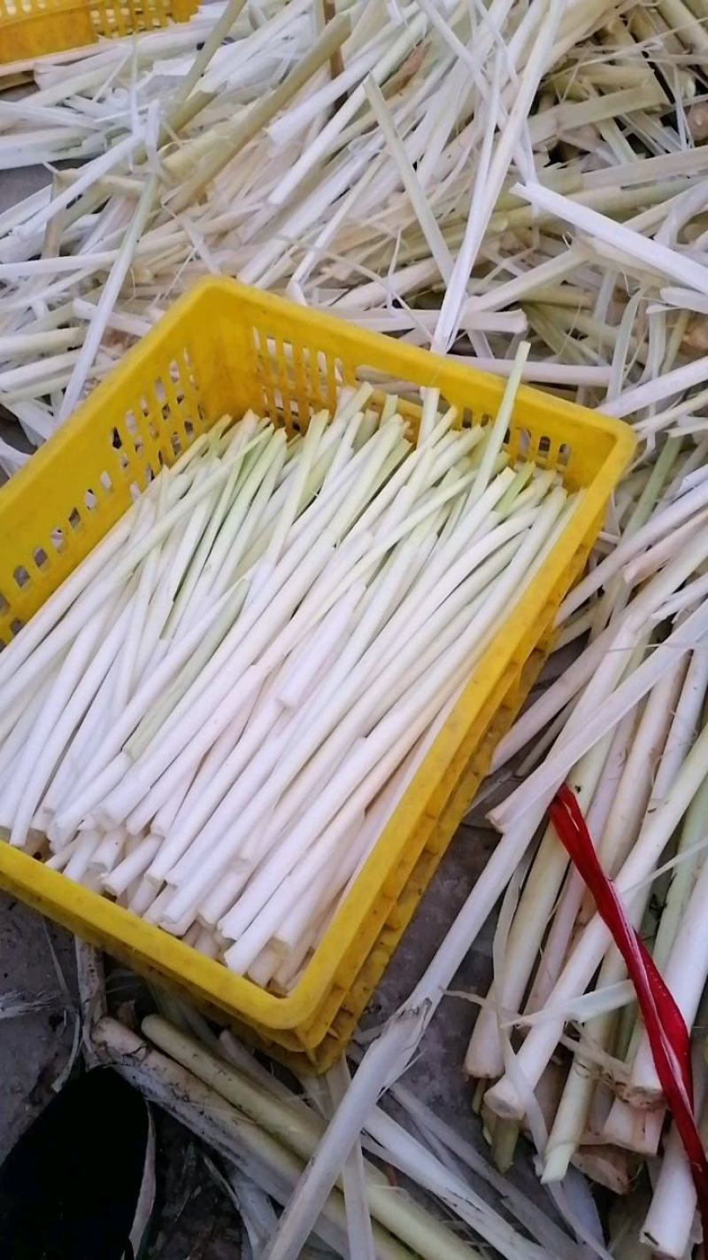 四季供应新鲜蒲菜物美价廉，寻找各地合作商