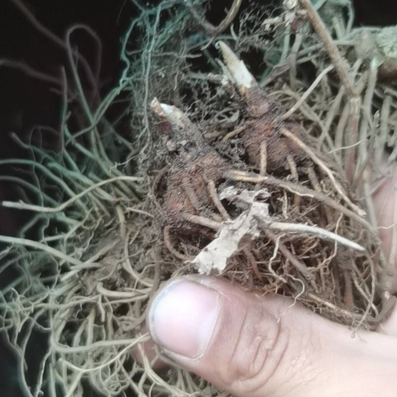 一年北苍术苗辽宁朱砂点苍术苗北苍术精选苗