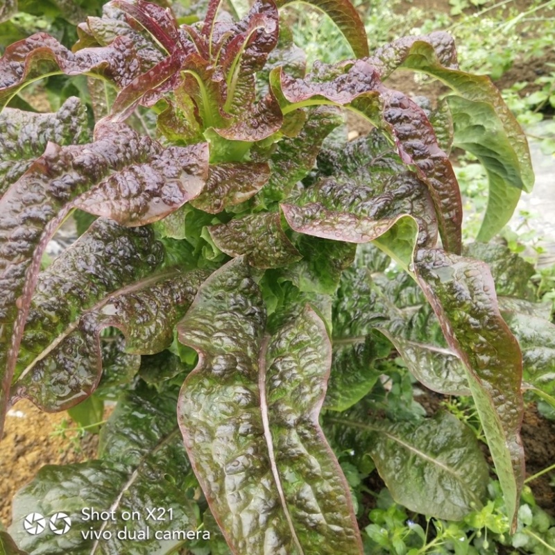 红叶莴苣大量供应中，质量好，价格优惠，欢迎采购