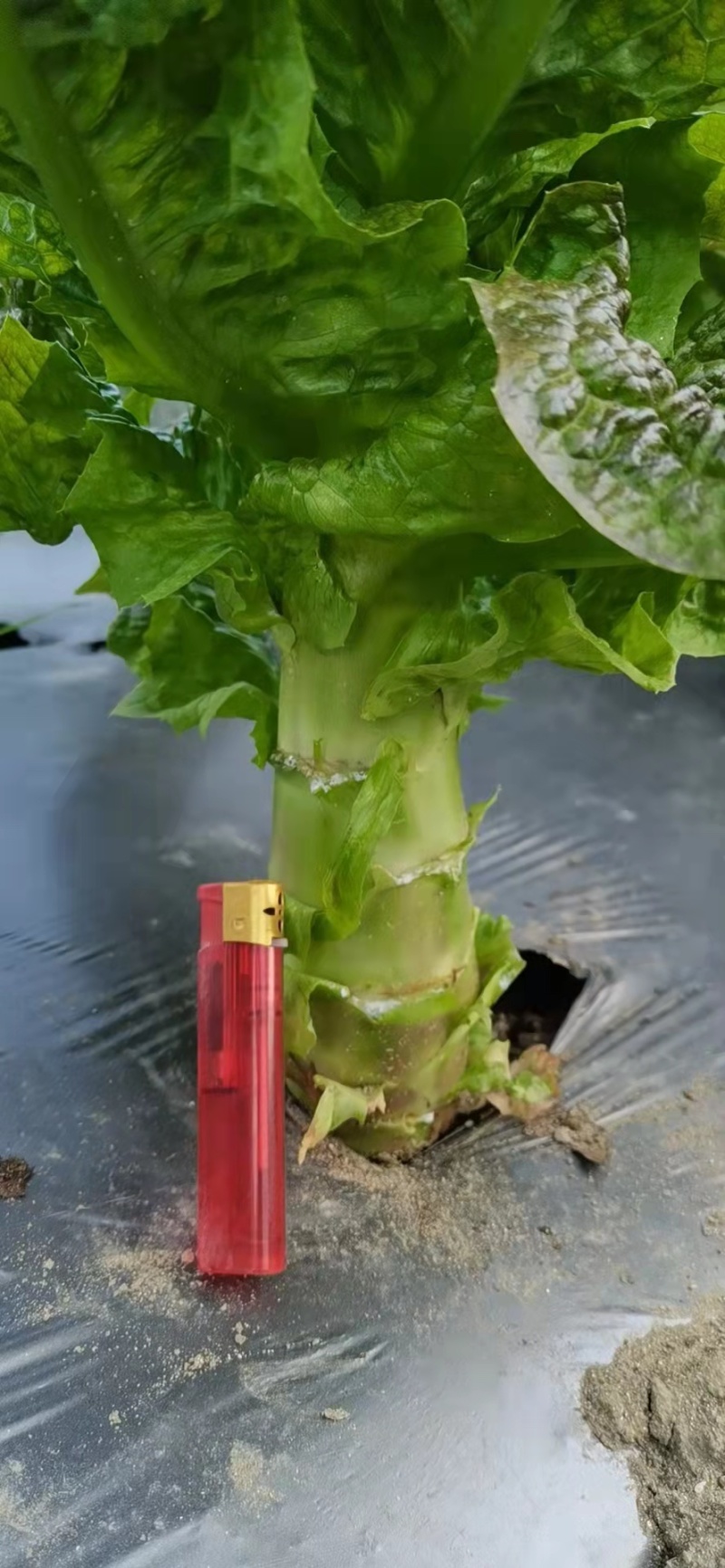 红叶莴苣大量供应中，质量好，价格优惠，欢迎采购