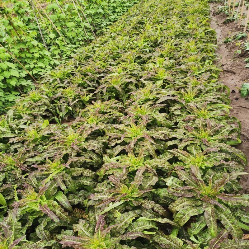 红叶莴苣大量供应中，质量好，价格优惠，欢迎采购
