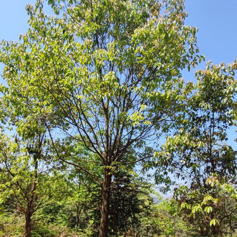 全冠香樟