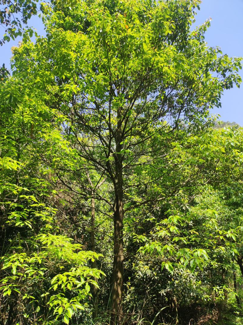 全冠香樟