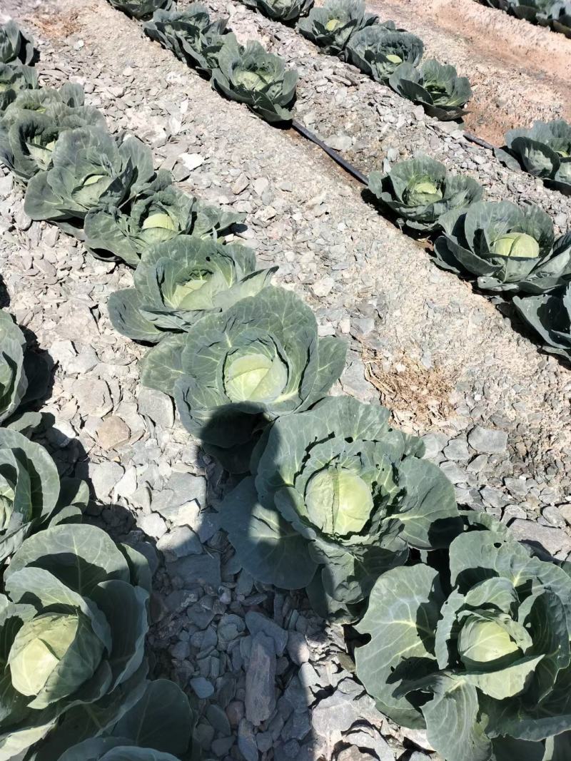 花白