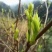 莓茶