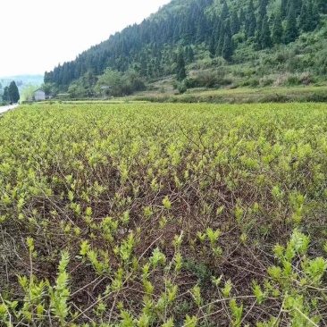 莓茶