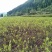 莓茶