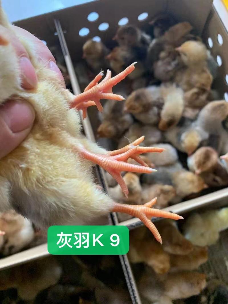 鸡苗，快大肉鸡k9，901，成活率高，包打疫苗