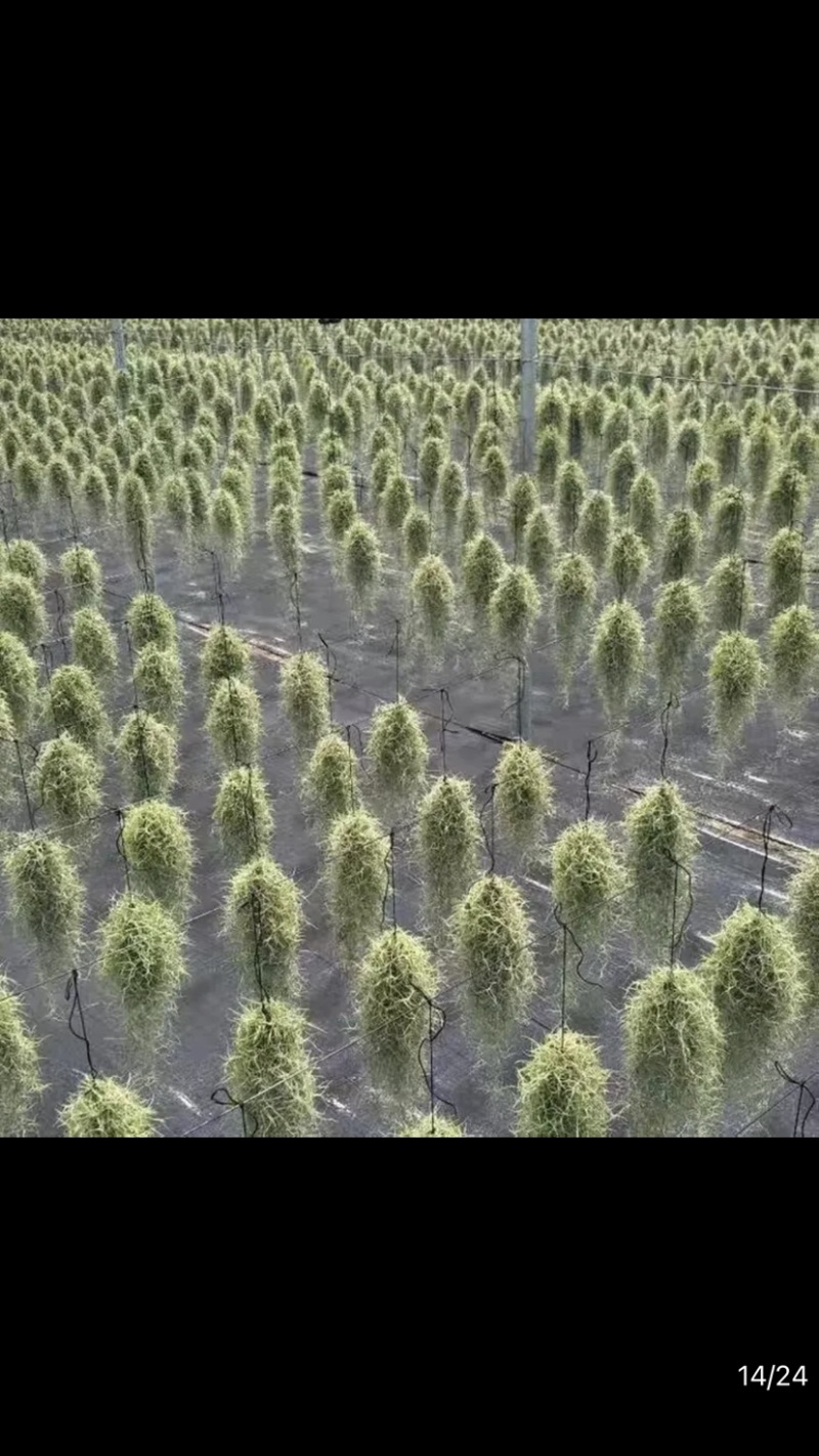 空气精灵之老人须靠空气成长，保质保量，产地直发