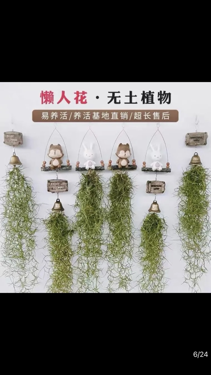 空气精灵之老人须靠空气成长，保质保量，产地直发