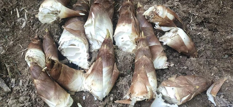 竹笋富含膳食纤维