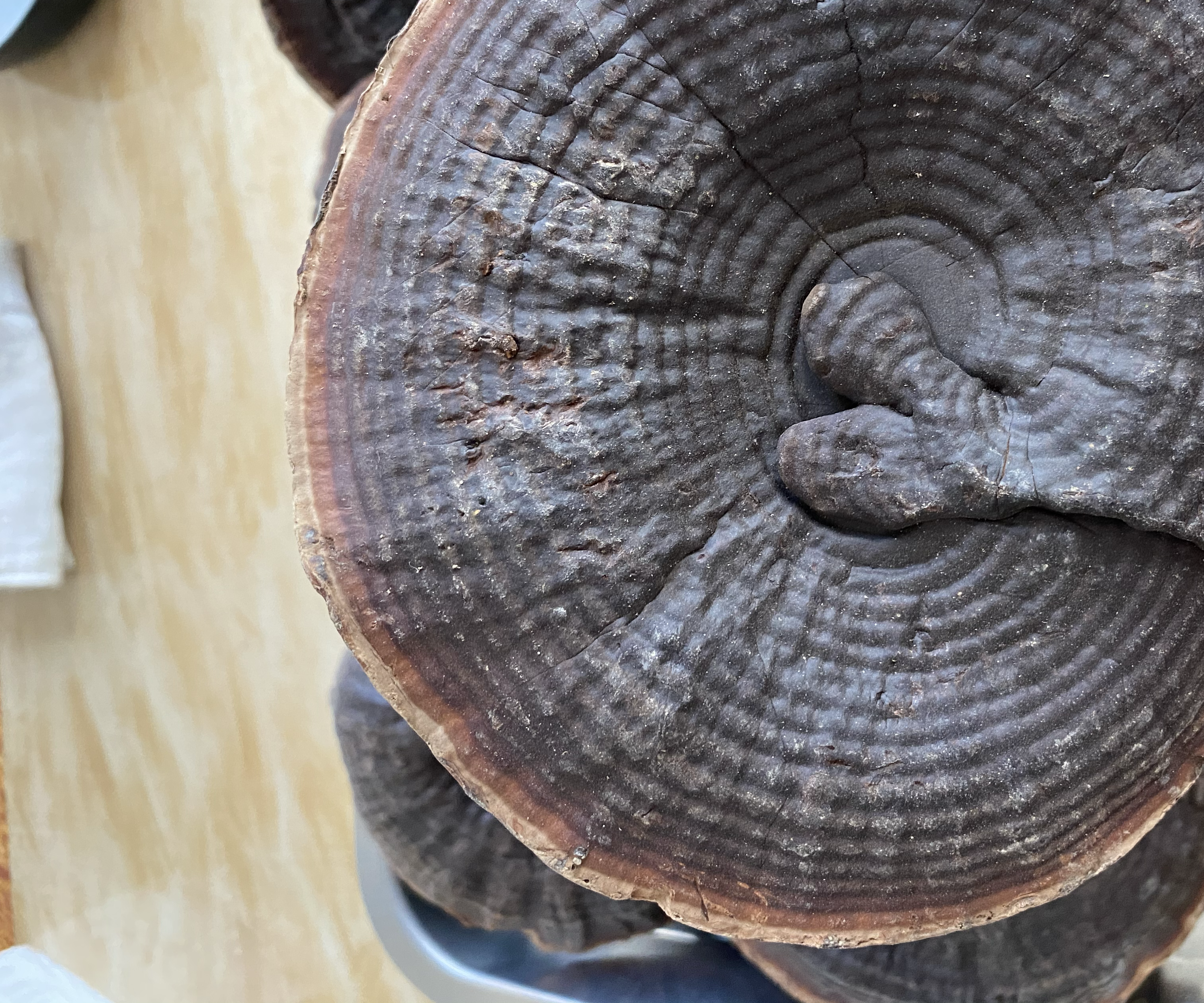 金边竹灵芝实物图,展示其菌盖边缘的金黄色特征 金边竹灵芝实物图